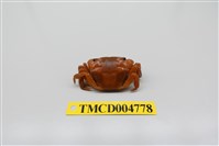 藏品(絨毛近方蟹)的圖片